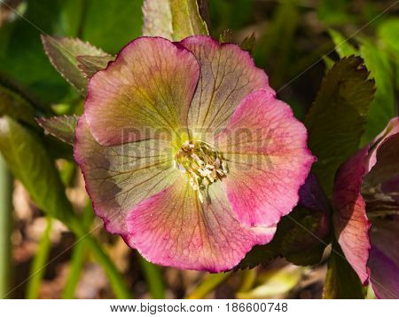 Blossom of helleborus hybridus Christmas or Lenten rose macro selective focus shallow DOF.