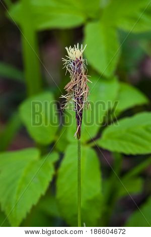 Blooming Black or common sedge Carex nigra close-up with bokeh background selective focus shallow DOF.