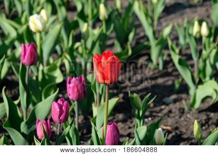 Colorful tulips - palace and park ensemble Tsaritsyno park - Moscow, Russia