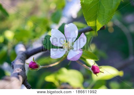 Delicate flower apple tree with buds on a branch among leaves. Close-up. Selective focus.