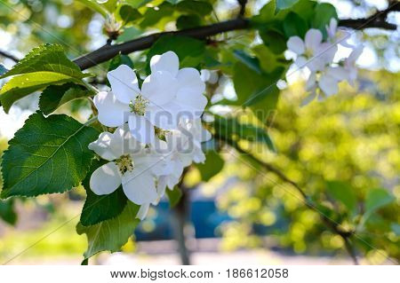 Delicate flower apple tree with buds on a branch among leaves. Close-up. Selective focus.