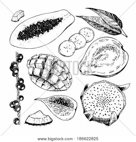 Vector hand drawn exotic fruits. Engraved smoothie bowl ingredients. Tropical sweet food. Papaya acaci guava pitaya fig mango banana coconut Use for exotic restaurant food party