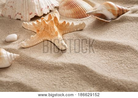 Sea beach sand background with seashells and starfish. Natural seashore textured surface