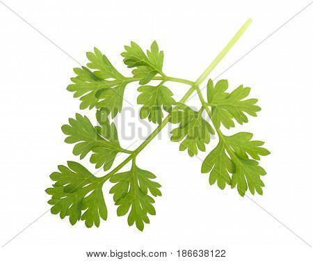 Fresh Chervil Branch