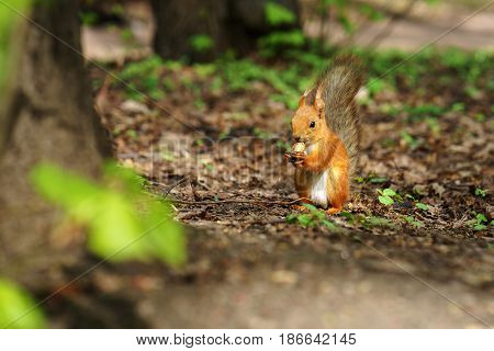 One red fluffy squirrel with cute tail sit on the forest ground and gnawing some nut while holding it in paws at sunny autumn day