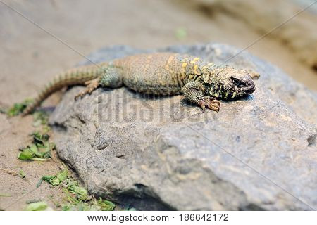 Ornate uromastyx mastigure lizard on a rock