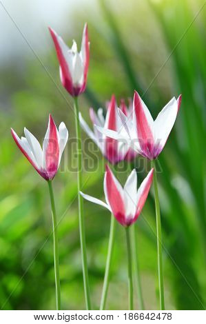 Wild pink white tulips ( Tulipa clusiana ) in nature.