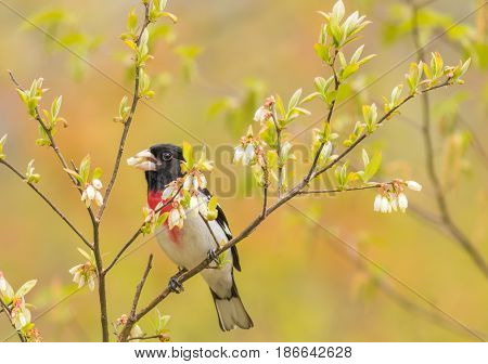 Rose-breasted Grosbeak Male (Pheucticus ludovicianus) eating fresh buds of flowering trees in springtime