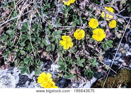 Anemone ranunculoides plant in spring Palava mountains in South Moravia