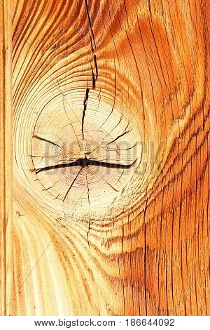 colorful spruce wood texture with knot ready for your design