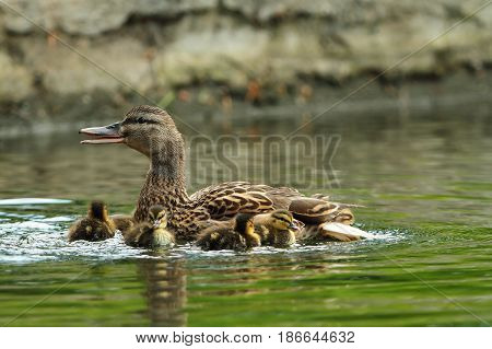 family of mallard ducks on a pond mother with ducklings ( Anas platyrhynchos )