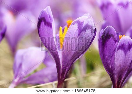 macro image of spring wild saffron flower ( Crocus sativus )