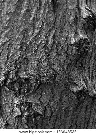 oak tree bark with cracks and texture