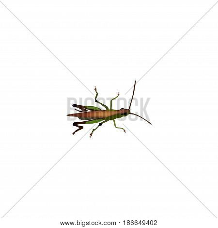 Realistic Grasshopper Element. Vector Illustration Of Realistic Locust Isolated On Clean Background. Can Be Used As Locust, Grasshopper And Bug Symbols.