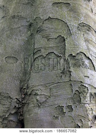 beech tree back with rough texture of a mature tree