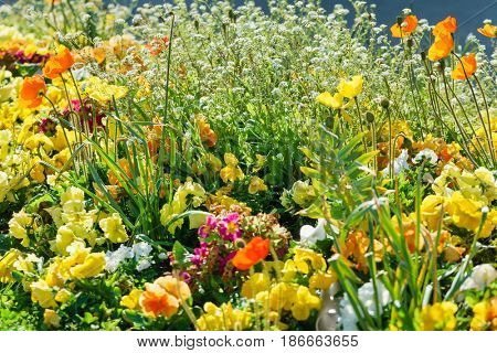 blooming field