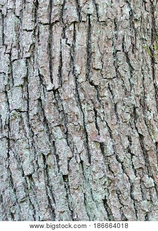 ash tree bark with cracks and texture