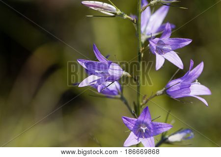 Flower of a wild rampion bellflower (Campanula rapunculus)