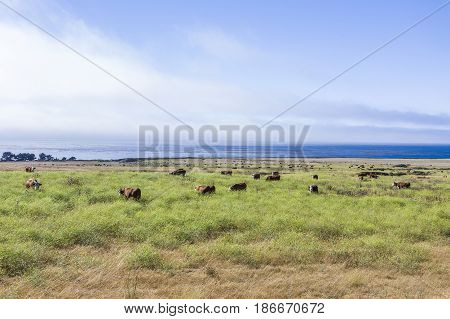 Cows Graze Fresh Grass On A Meadow In Andrew Molina State Park