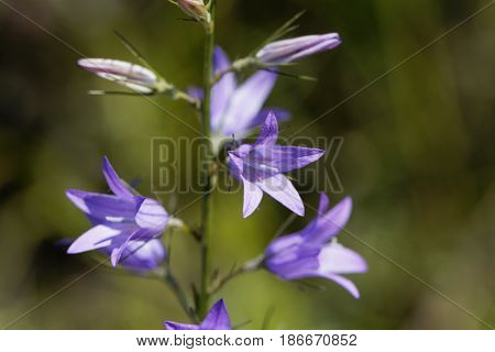 Flower of a wild rampion bellflower (Campanula rapunculus)