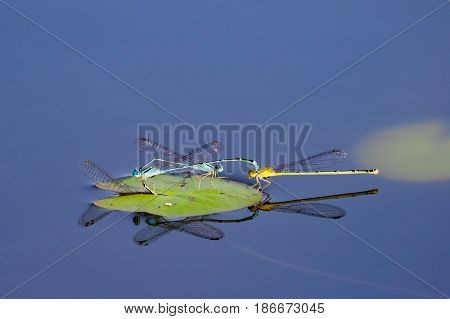 Image of two dragonflies mating on the water. Insect Animals.