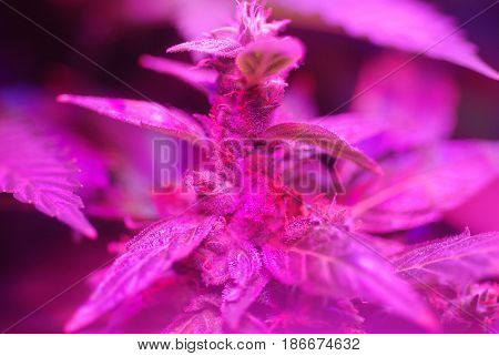 Cannabis plant in early bud growth stage illuminated by red and blue LED grow lights