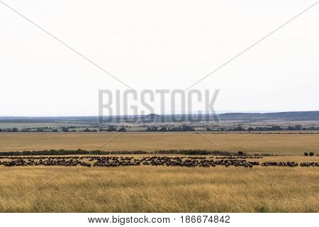 Great migration in the Serengeti. Kenya-Tanzanya, Africa