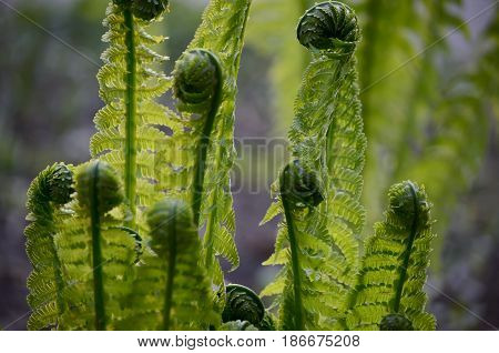 Young sprout of fern plant. Spring nature seasonal background.