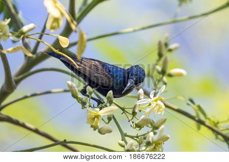 Image of a bird (purple sunbird). Wild Animals.