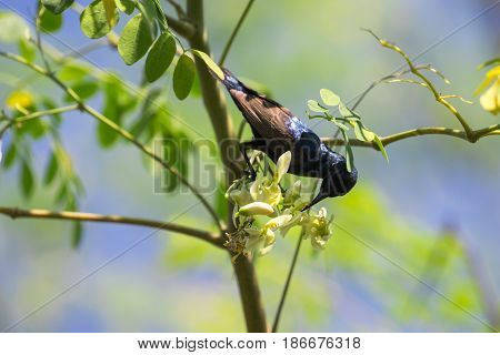 Image of a bird (purple sunbird). Wild Animals.