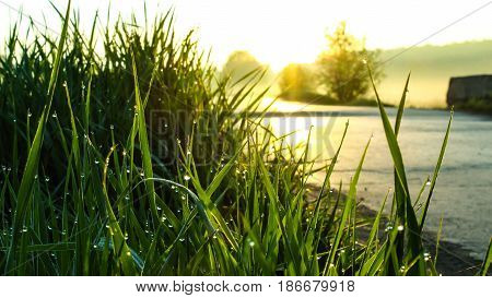 The dew on the roadside at dawn
