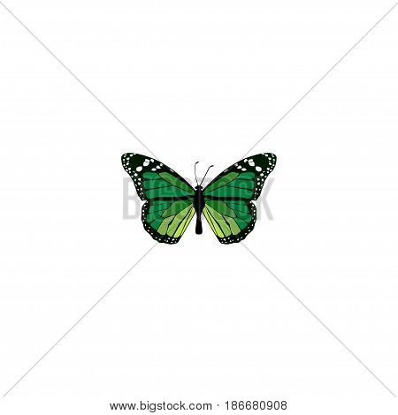 Realistic Green Peacock Element. Vector Illustration Of Realistic Birdwing Isolated On Clean Background. Can Be Used As Malachite, Butterfly And Green Symbols.