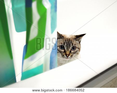 The white siamese cat in a bathtub