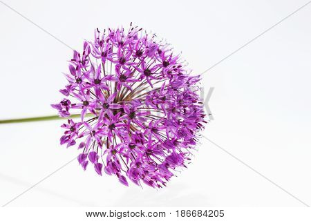 Allium (Allium Giganteum) in full flower isolated on white