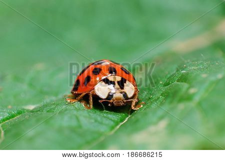Ladybird sitting on grass in the meadow. Ladybug in nature