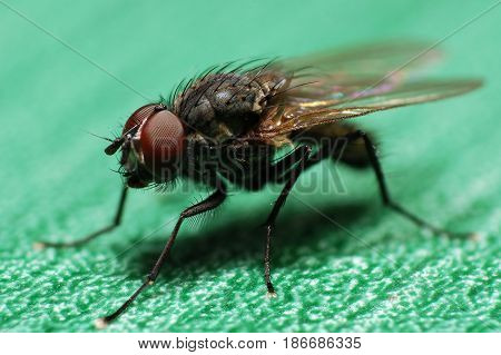 Macro of house flies or fly insect close up. Little fly on green table