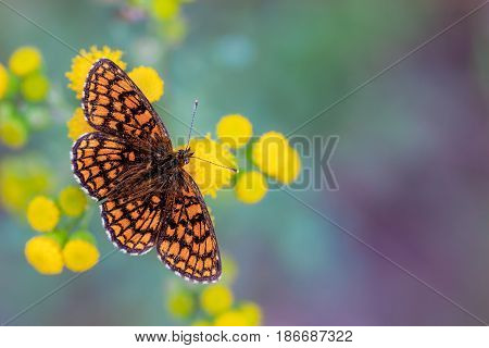 Heath Fritillary Butterfly On Yellow Flowers With Green And Purple Background