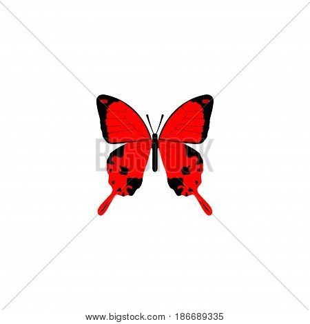 Realistic Archippus Element. Vector Illustration Of Realistic Sangaris Isolated On Clean Background. Can Be Used As Red, Julia And Butterfly Symbols.
