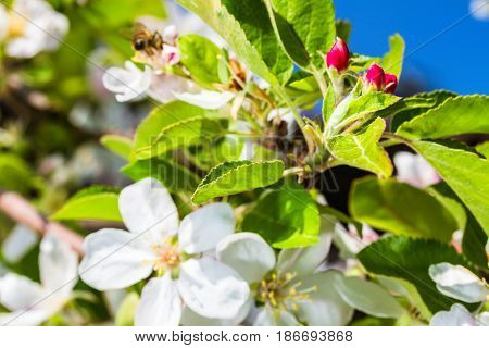 the bluming apple tree on sky background
