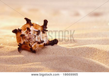 Muschel und Sand mit Brigth warmen leichten, flachen dof