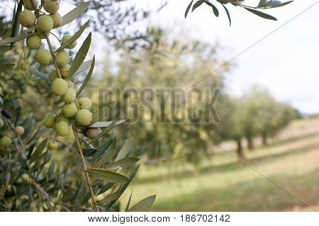 Detail of olives with multiple olive trees at the background.