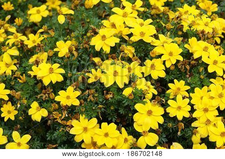 Field of yellow open flowers in spring.