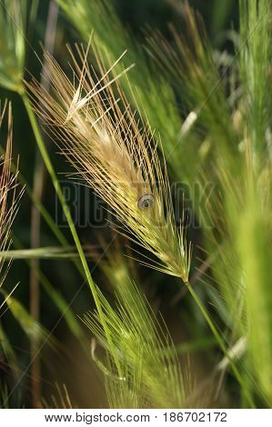 Wheat spike with a snail and a green environment.