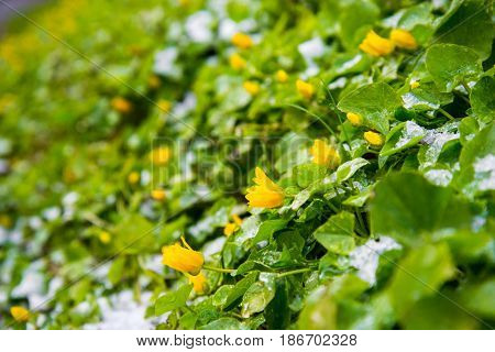 blooming flowers in snow in spring park, anomaly weather