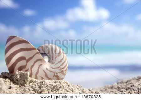 Nautilus shell Karibian rannalla matala dof