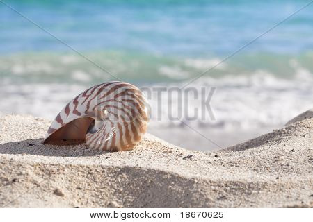 Nautilus shell ranta hiekka meren aaltoja, matala dof vastaan