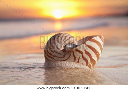 Nautilus shell sea, sunrise, lämmin valo