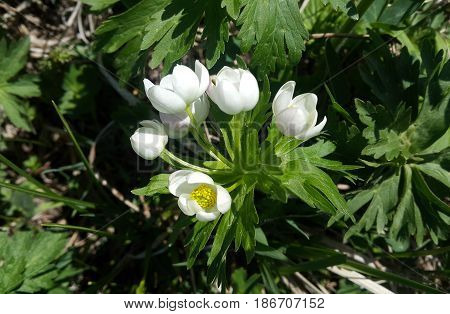 Anemone narcissiflora white flower on a green background