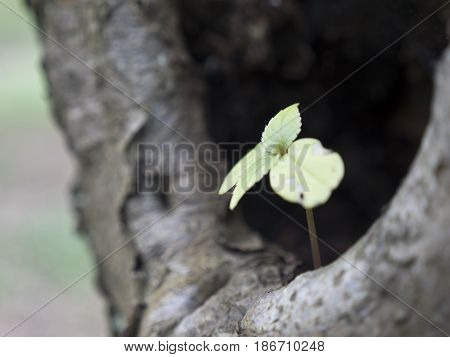 Small sprouting plant with leaves in the embrace of tree. Little green spruce tree is protected by large tree trunk. Flower in cave. Symbolism of origin and extinction. Saplings of deciduous oak.