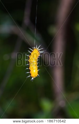 Callizygaena Ada (zygaenidae) Caterpillar